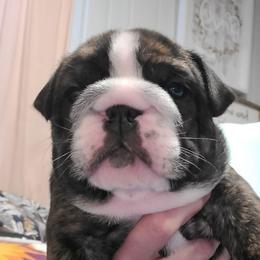 Charley boy 1 - Chocolate tri-color male Bulldog puppy in Fort Gaines, Georgia from Carrie's Bulldogs