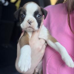 Boy 1 - Fawn male Boxer puppy in Prestonsburg, Kentucky from Bre’s Boxers