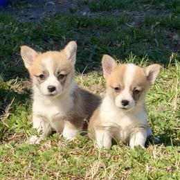 Pembroke Welsh Corgi puppies from Pembroke Welsh Corgis at Belle Haven