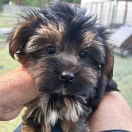 Winston - Black and tan male Yorkshire Terrier puppy in Kingston, Oklahoma from Lake Life