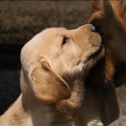 Labrador Retrievers from Silver Sage Labradors