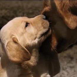 Labrador Retrievers from Silver Sage Labradors
