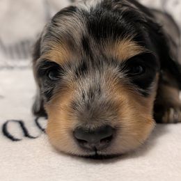 Female 2 - Dapple female Dachshund puppy in Columbus, Ohio from Bumpkins Dachshunds