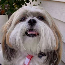 Cacheton - Lhasa Apso