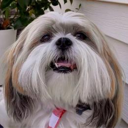 Cacheton - Lhasa Apso