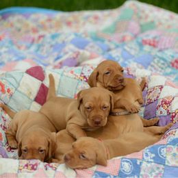 Apollo - Golden rust male Vizsla puppy in Clemons, Iowa from Kaylee’s Vizslas