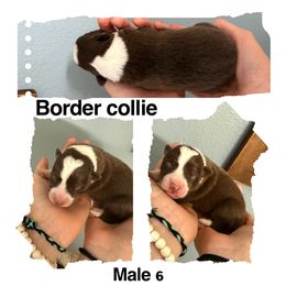 Dodge - Red male Border Collie puppy in North Lakeport, California from Wild Rose Ranch