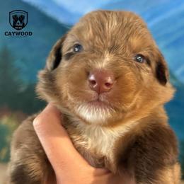 Sheila - Red merle female Australian Shepherd puppy in Columbia, Kentucky from Caywood Aussies
