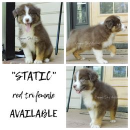 Static - Red tri-color female Australian Shepherd puppy in Montpelier, Virginia from Copper Sky Aussies & Mini American Shepherds