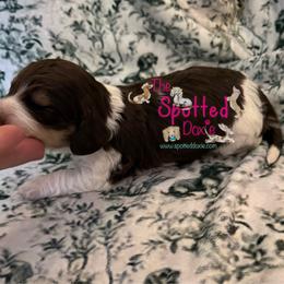 Chocolate and cream Piebald - Chocolate and cream male Dachshund puppy in Scroggins, Texas from The Spotted Doxie