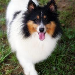 Toy Shetland Sheepdog puppies from Mountain High Kennels