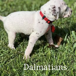 Dalmatian Puppies from Louisiana Roux Dalmatians