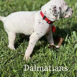 Dalmatian Puppies from Louisiana Roux Dalmatians