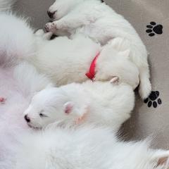 American Eskimo Dog Puppies from Diamond Storm Eskies