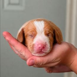 Butterscotch - Lemon male Beagle puppy in Lake City, Florida from Sunkissed Beagles