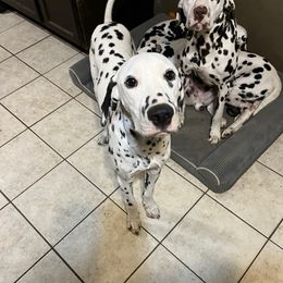 Limousin- Green LUA - White and black male Dalmatian puppy in Claremore, Oklahoma from Lotsofdots Dalmatians
