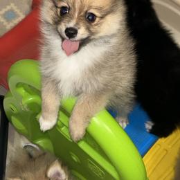 Pomeranian Puppies from Roxy's Pomeranian Puppies
