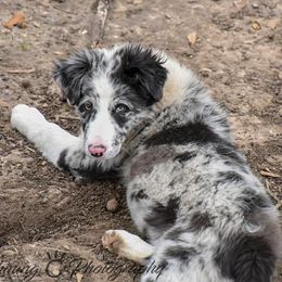 Border Collie Puppies from Shining C Border Collies