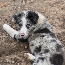 Border Collie Puppies from Shining C Border Collies