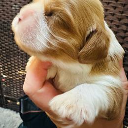 Dean - Blenheim male Cavalier King Charles Spaniel puppy in Tunbridge, Vermont from Solheimar