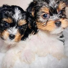 Yorkshire Terriers from KMG Yorkies