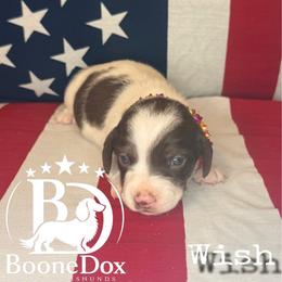 Wish - Chocolate and cream female Dachshund puppy in Lexington, Oklahoma from BooneDox Miniature Dachshunds