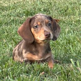 Jack - Dapple male Dachshund puppy in Ben Wheeler, Texas from P&P Dachshunds