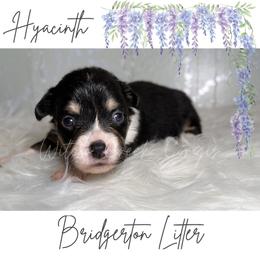 Hyacinth- Fluffy - Black and white female American Corgi puppy in Greenwood, Indiana from Witch Creek Corgis