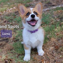 Girl 6 - Red Pembroke Welsh Corgi puppy in Lavon, Texas from Fox and Spots
