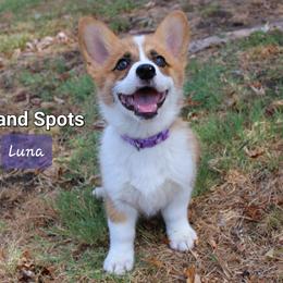 Girl 6 - Red Pembroke Welsh Corgi puppy in Lavon, Texas from Fox and Spots
