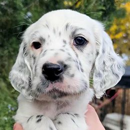 Heavily Ticked Black and White Boy - Blue belton male English Setter puppy in Boise, Idaho from English Setters of the Eyrie