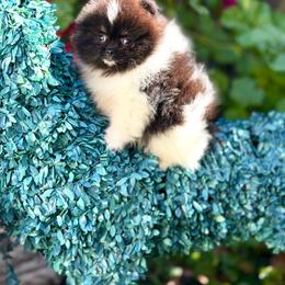 Zane - Tri-colored male Pomeranian puppy in Stockton, California from Pommiepalace