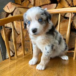 Muffin - Blue merle female Australian Shepherd puppy in Hillsboro, Oregon from A&D Australian Shepherds
