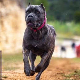 Berlin - Cane Corso