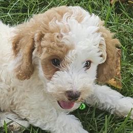 Louie - Parti male Poodle puppy in Queens, New York from Pawfect Soul Puppies