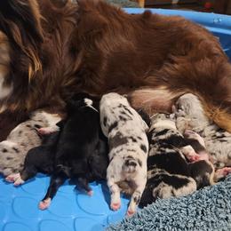 Tbd - Blue merle male Australian Shepherd puppy in Wauneta, Nebraska from 4H Aussies