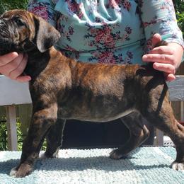 Cane Corso Puppies from King of Kings Cane Corso