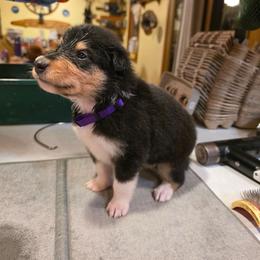 Penny - Black white and tan female Collie puppy in Wykoff, Minnesota from Country Collies