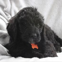 Donner - Black male Goldendoodle puppy in Howard City, Michigan from Doodles and Chaos