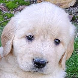 Boy 1 - Light golden male Golden Retriever puppy in Loomis, California from Davids Golden Retrievers