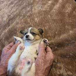Girl 4 - Sable female Pembroke Welsh Corgi puppy in Collinsville, Mississippi from Lindsey's Lovely Little Corgis