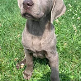 Dilute Retrievers from MBR Labradors