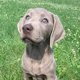 Dilute Retrievers from MBR Labradors
