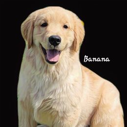 Boy 1 - Golden Retriever puppy in Washington from Green Valley Goldens