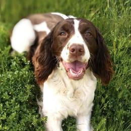 English Springer Spaniels from Top Gun Springers