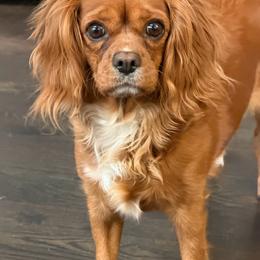 Bella - Cavalier King Charles Spaniel