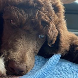 Assorted Doodle Crosses, Newfoundlands, and Poodles from Great Pawsabilities Kennels