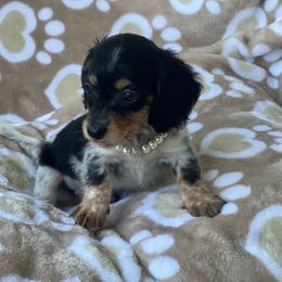 Girl 4 - Piebald female Dachshund puppy in Choccolocco, Alabama from Ace’s Doxies