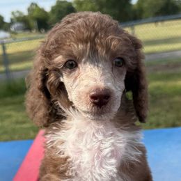 Grey - Phantom female Poodle puppy in Camdenton, Missouri from Silver Lining Poodles