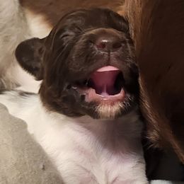 Kleine Munsterlander Puppies from Prairie State Kennel